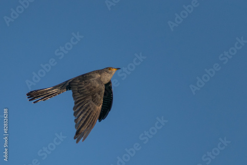 Common Cuckoo in flight