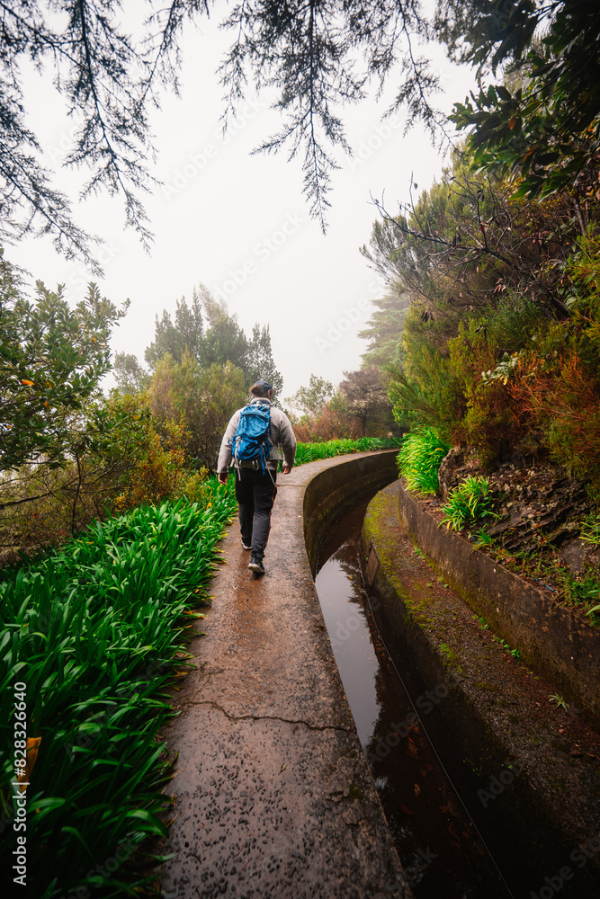 Magical misty green forest with waterfalls in Levada do Norte, Madeira island, Portugal. PR17 Pinaculo e Folhadal