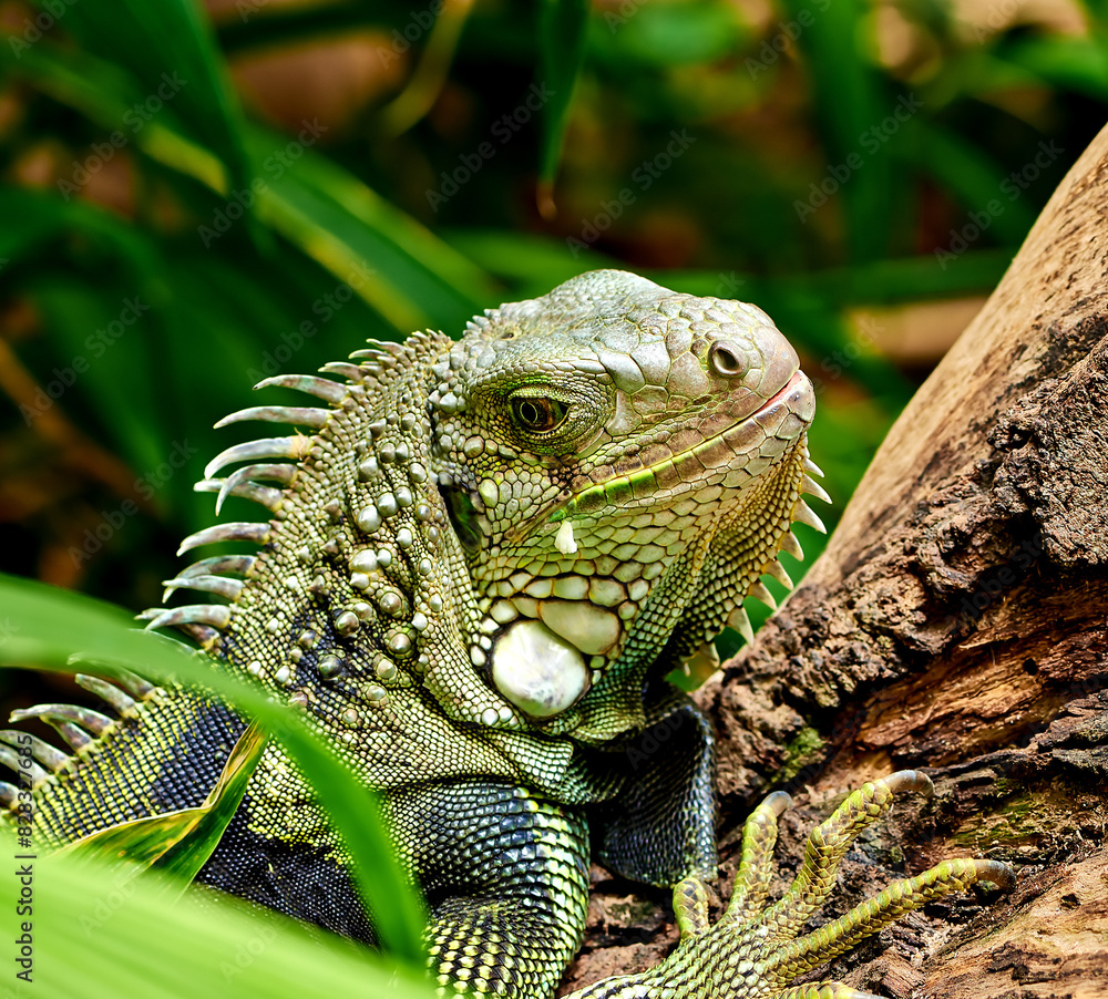 Obraz premium Green iguana, outdoor and climbing in tree, healthy and search for food in forest, bush and sunshine. Lizard, reptile and wild animal on bark for sunbathing, heat and wellness for growth in Mexico