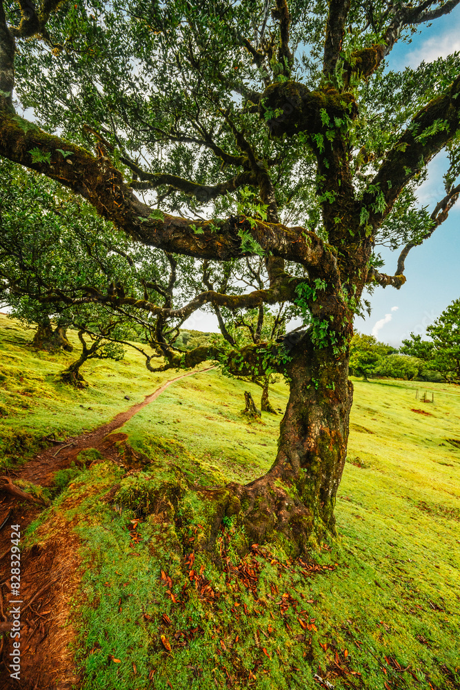 Fanal Forest. Misty forest in Fanal. Old laurel tree in laurel tree forest in madeira in Portugal Fanal Forest. Misty forest in Fanal. Old laurel tree in laurel tree forest in madeira in Portugal