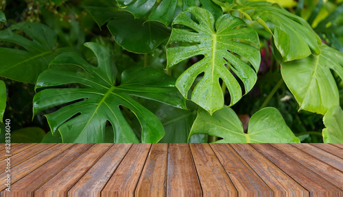 Empty wooden table on nature monstera leaves background.