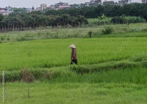 Wallpaper Mural Farmer working in rice field - Vietnam Torontodigital.ca