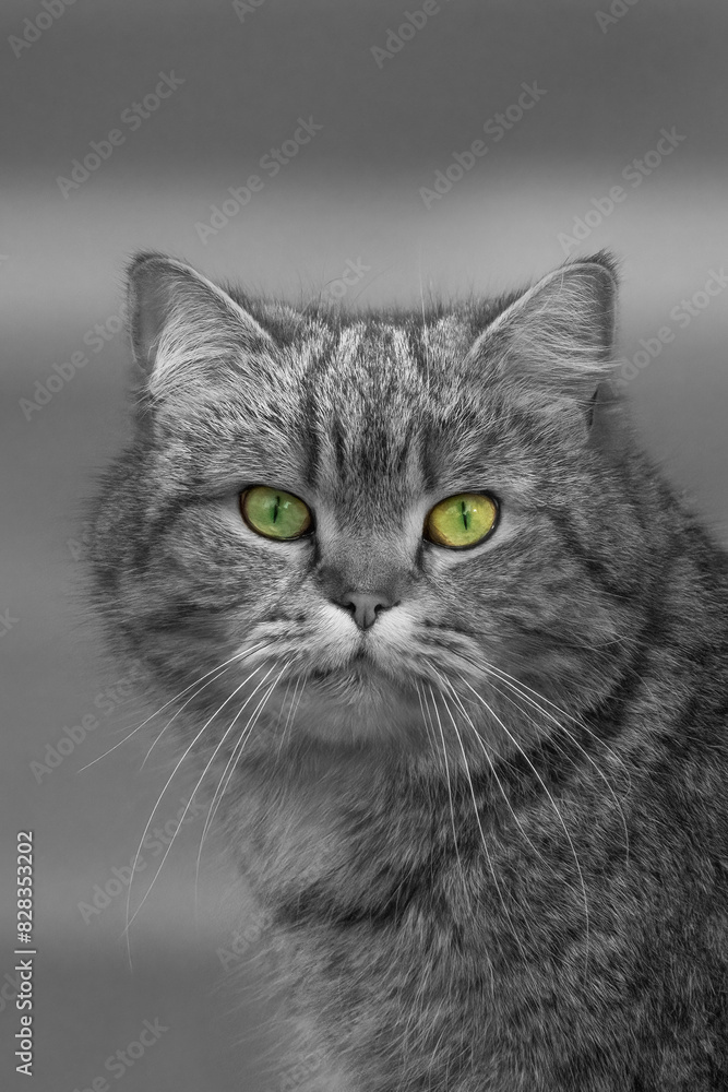 Obraz premium Katze mit Grüne Augen 