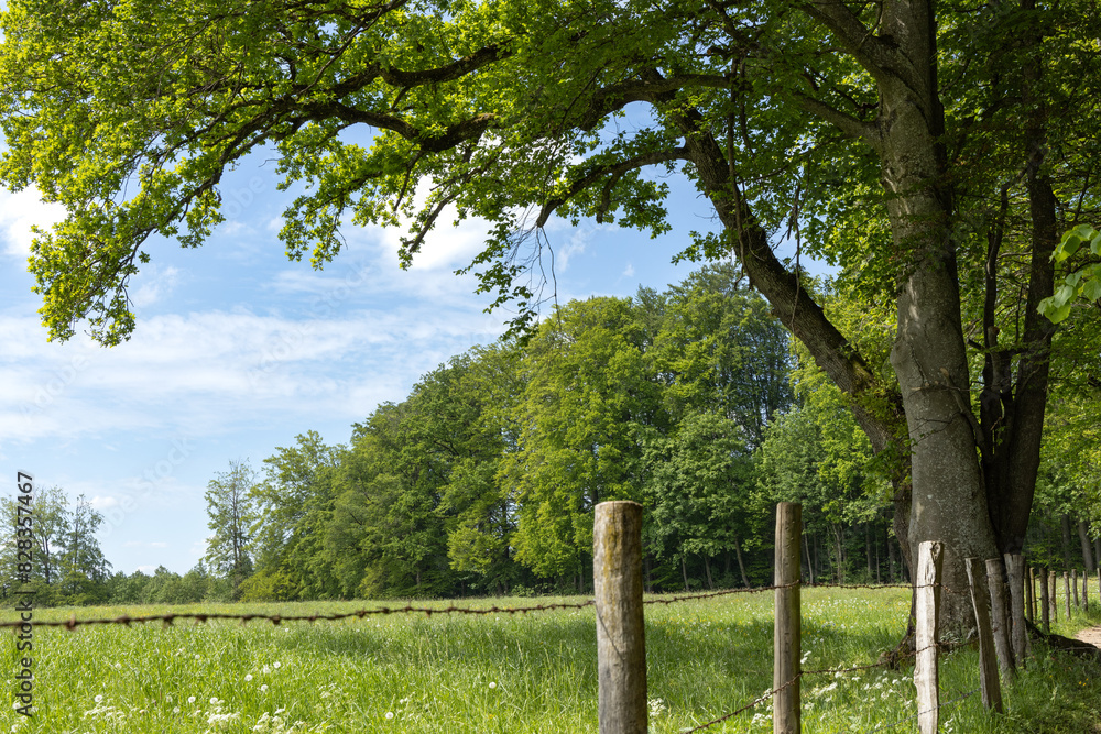 Waldrand von Laubwald Waldrand von Laubwald