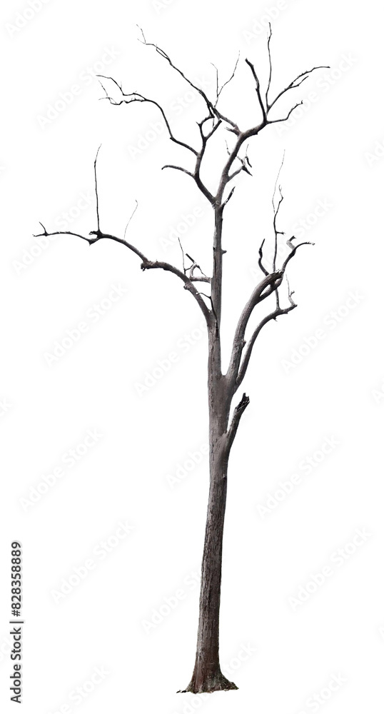 Dead Tree Dead Tree