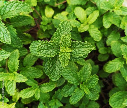 Mint plant grown in a pot. Mint leaves are also known as Puthina leaves. Mentha is its scientific name. fresh healthy green leaves. Mint plant grow at vegetable garden
