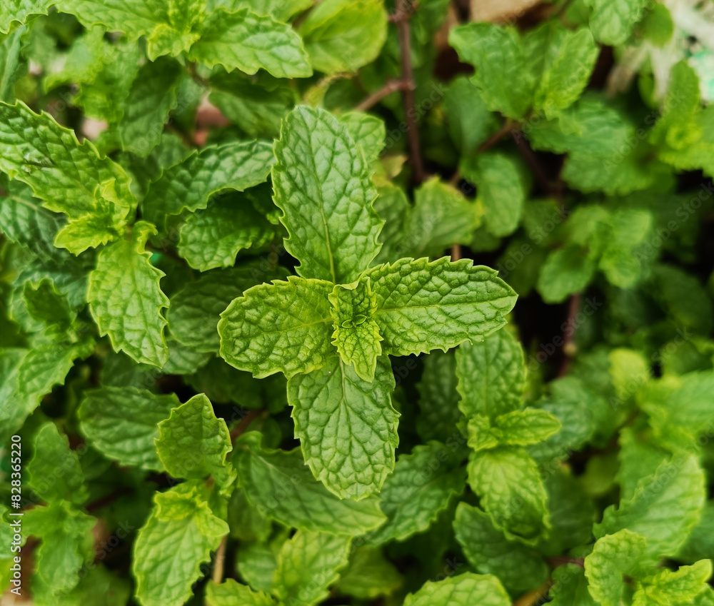 Mint plant grown in a pot. Mint leaves are also known as Puthina leaves. Mentha is its scientific name. fresh healthy green leaves. Mint plant grow at vegetable garden Mint plant grown in a pot. Mint leaves are also known as Puthina leaves. Mentha is its scientific name. fresh healthy green leaves. Mint plant grow at vegetable garden