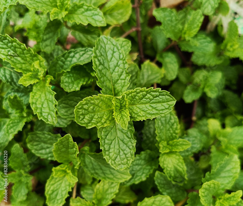 Mint plant grown in a pot. Mint leaves are also known as Puthina leaves. Mentha is its scientific name. fresh healthy green leaves. Mint plant grow at vegetable garden