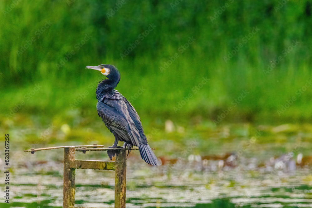 Obraz premium The great cormorant, Phalacrocorax carbo, known as the great black cormorant