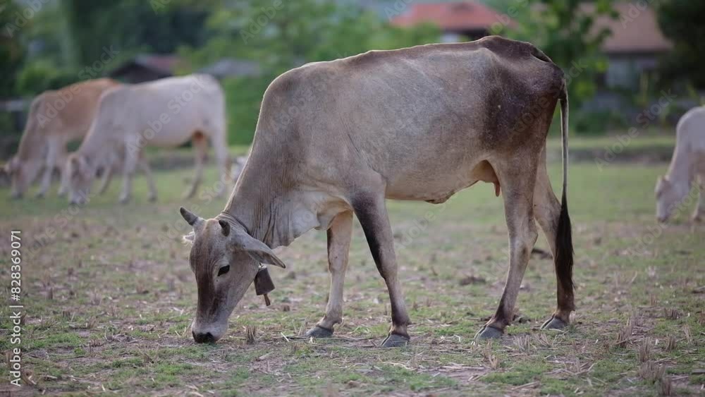 Asian bloodline cow grazing grass of the fields. Feeding of cattle on farmland. Asian bloodline cow grazing grass of the fields. Feeding of cattle on farmland.