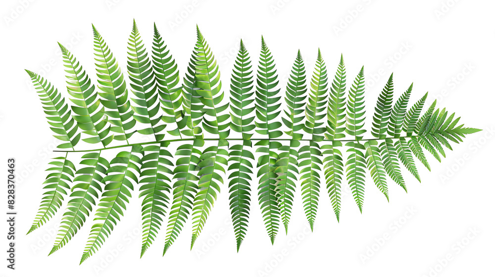 fern leaf isolated on white fern leaf isolated on white