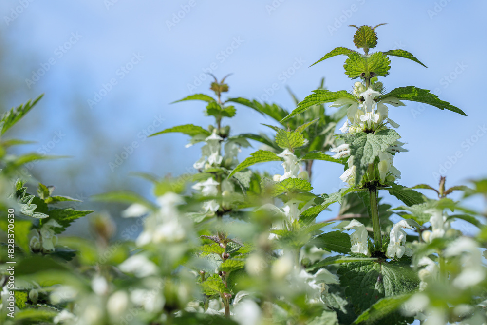 Stems of the white dead-nettle (Lamium album). Copy space. Stems of the white dead-nettle (Lamium album). Copy space.