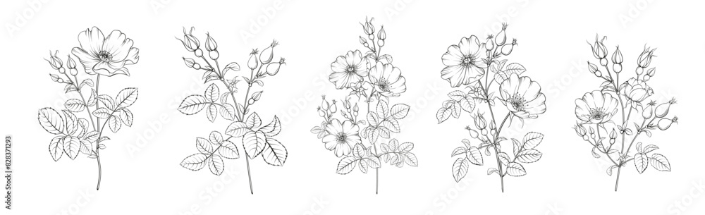 Set of differents flower tee rose on white background. Hybrid tea rose