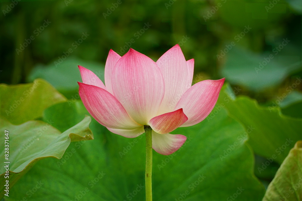 Close-up of lotus flowers blooming in the lake