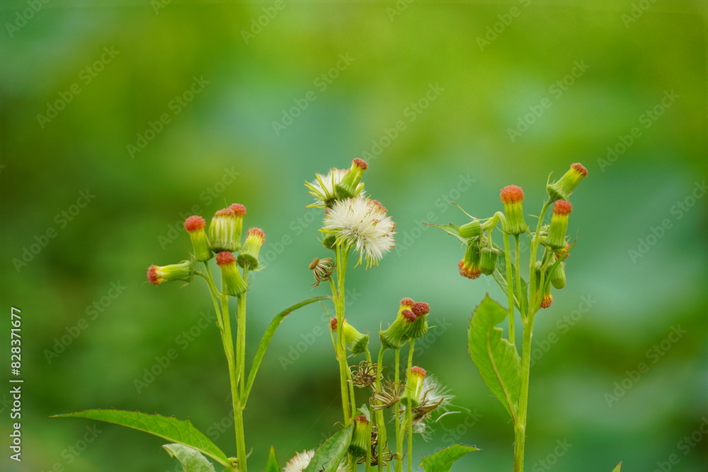 Close-up of Gynura crepidioides Benth flower