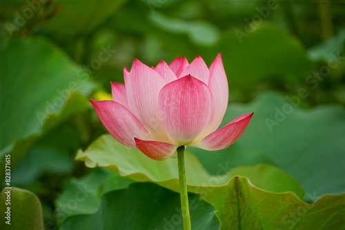 Close-up of lotus flowers blooming in the lake