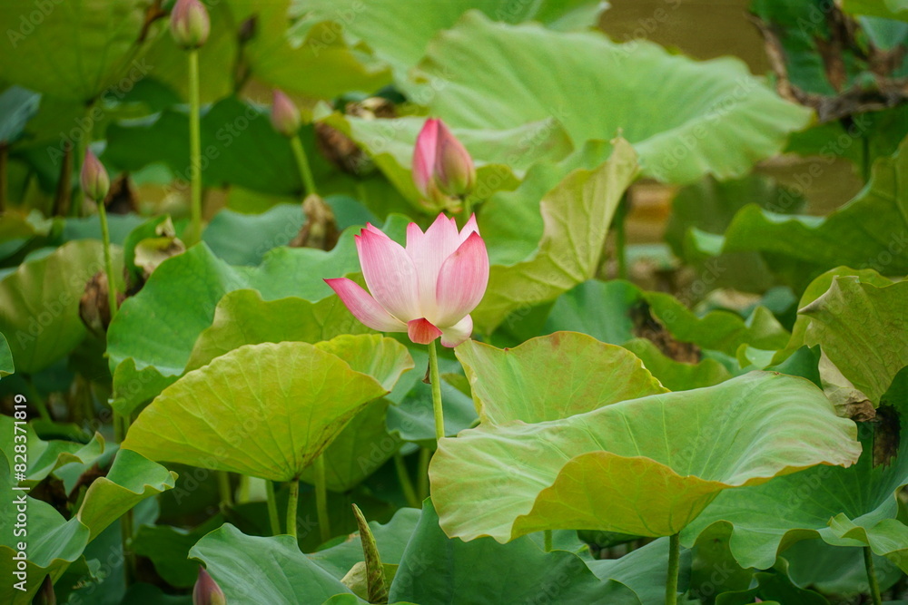 Close-up of lotus flowers blooming in the lake Close-up of lotus flowers blooming in the lake