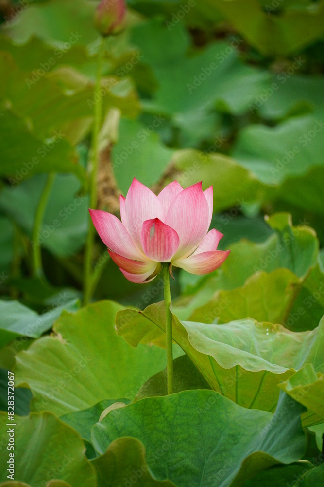 Close-up of lotus flowers blooming in the lake Close-up of lotus flowers blooming in the lake