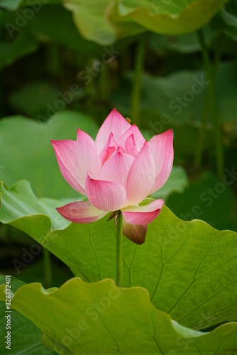 Close-up of lotus flowers blooming in the lake