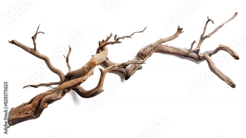 Dry twisted jungle branch isolated on white background