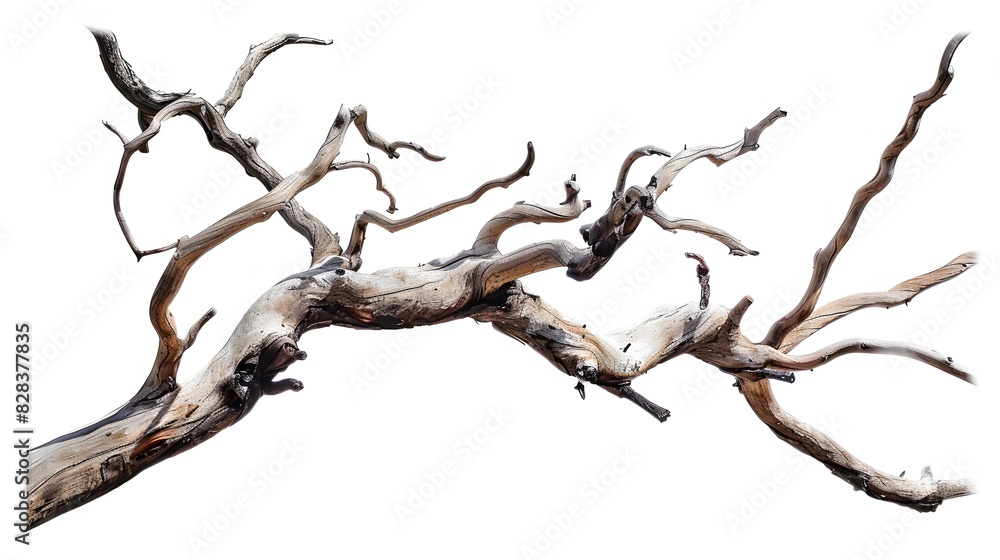 Dry twisted jungle branch isolated on white background Dry twisted jungle branch isolated on white background