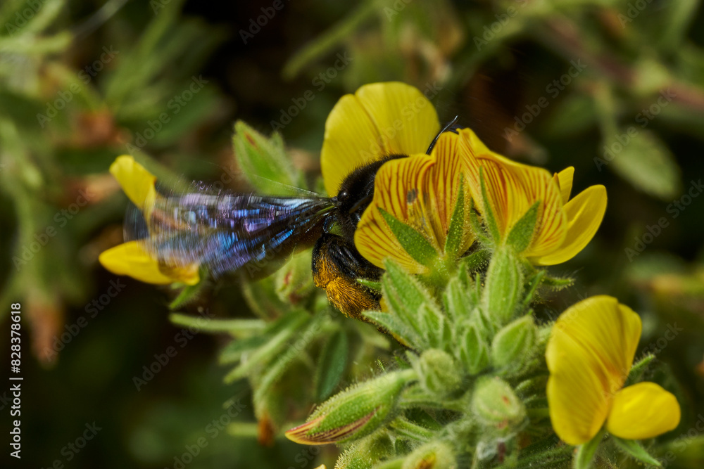 abejorro carpintero europeo (zylocopa violacea) abejorro carpintero europeo (zylocopa violacea)