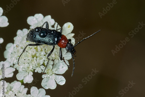 escarabajo de collar rojo (Dinoptera collaris) photo