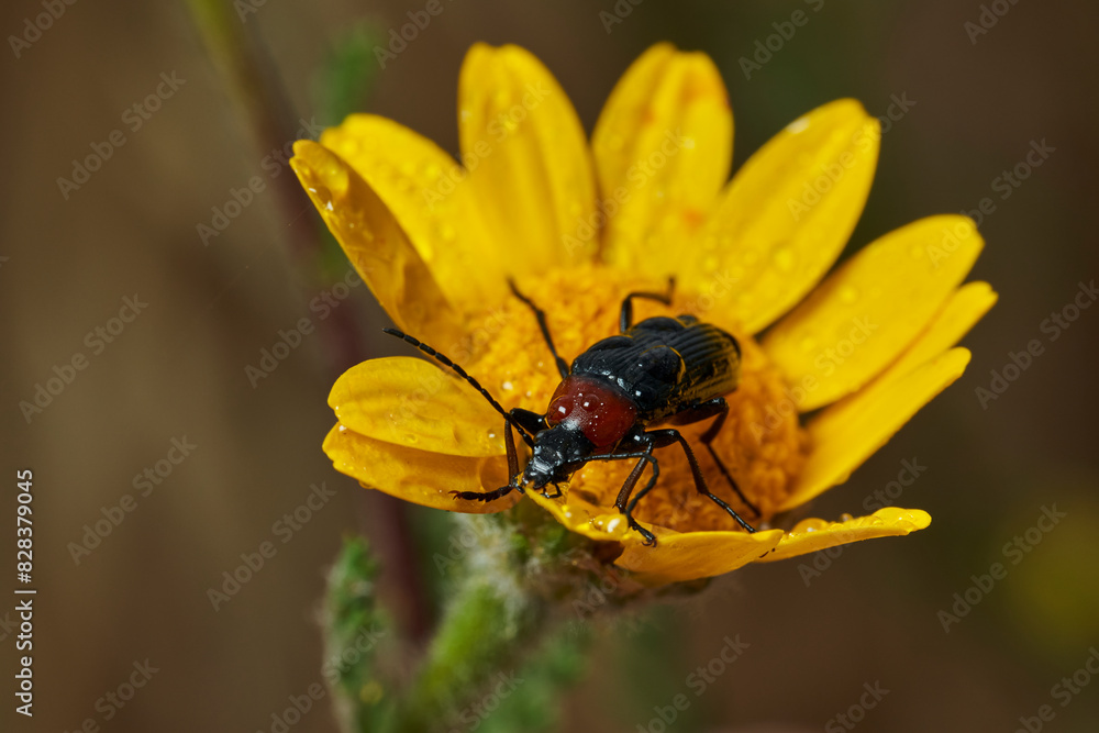 escarabajo de collar rojo (Dinoptera collaris) escarabajo de collar rojo (Dinoptera collaris)