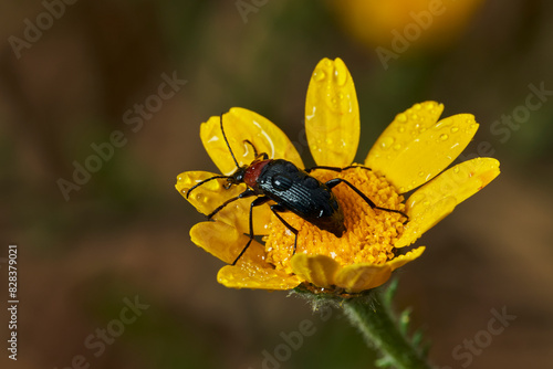 escarabajo de collar rojo (Dinoptera collaris) photo