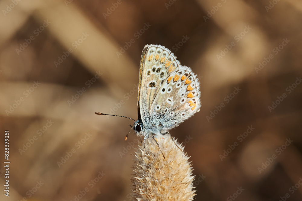 Fototapeta premium mariposa morena común (Aricia cramera) 