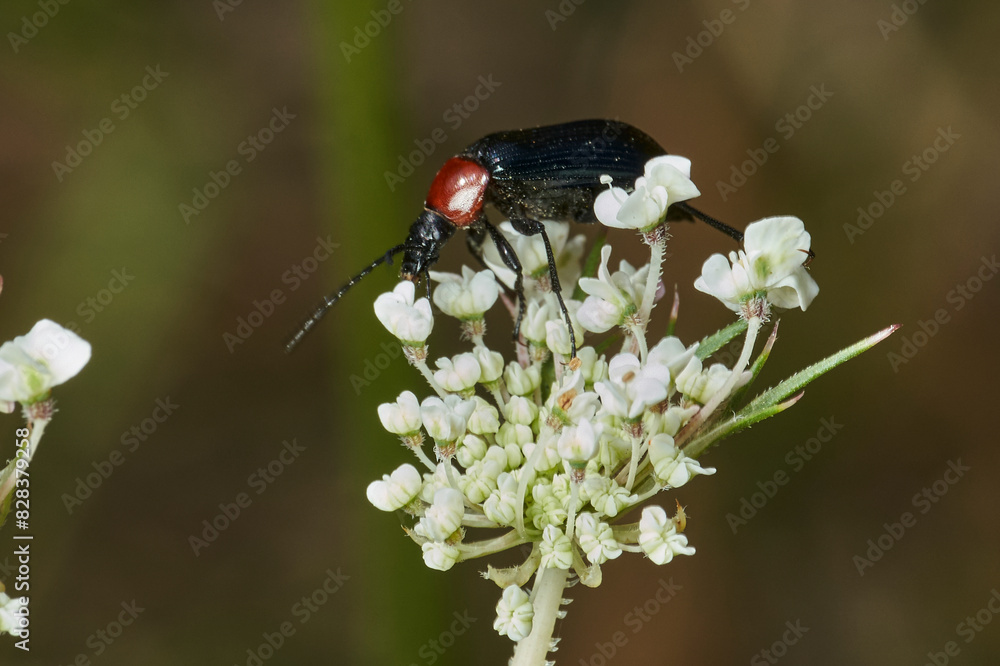 escarabajo de collar rojo (Dinoptera collaris) escarabajo de collar rojo (Dinoptera collaris)