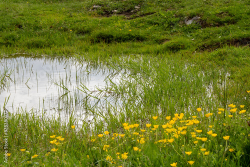 Foto Natural biotope: small pond and creeping buttercup (Ranunculus repens) on mountain pasture