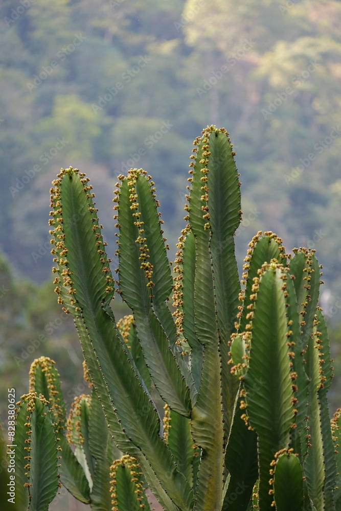 cactus in the garden cactus in the garden