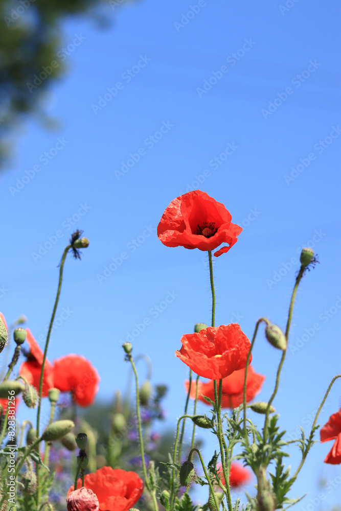 Obraz premium Red poppy flower close-up against a blue sky. Spring flowers with large red petals. Close up of flowers with selective focus. Poppies on a sunny day