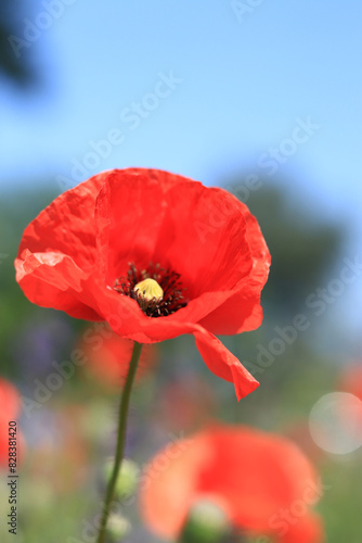 Red poppy flower close-up against a blue sky. Spring flowers with large red petals. Close up of flowers with selective focus. Poppies on a sunny day