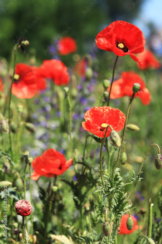 Obraz premium Red poppy flower among herbs close-up. Poppy flower on a background of green grass and other flowers. Spring flowers with large red petals. Close up of flowers with selective focus
