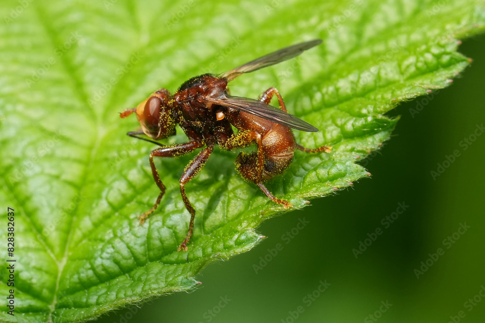 Closeup on a European Thick-headed, twisted wasp grabber, Sicus ferrugineus , a parasite on bees Closeup on a European Thick-headed, twisted wasp grabber, Sicus ferrugineus , a parasite on bees