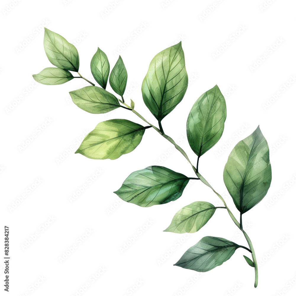 Fototapeta premium leaf isolated on transparent png 