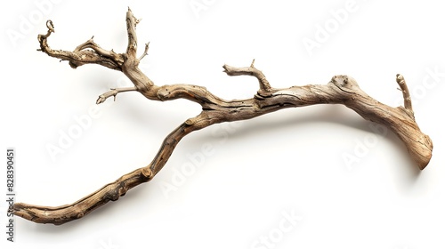 Dry twisted jungle branch isolated on white background
