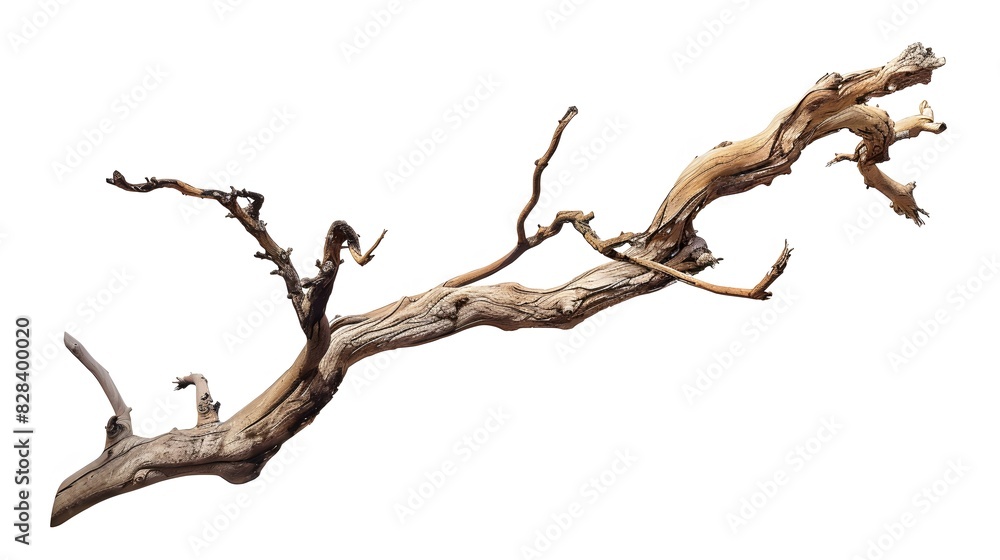 Dry twisted jungle branch isolated on white background Dry twisted jungle branch isolated on white background