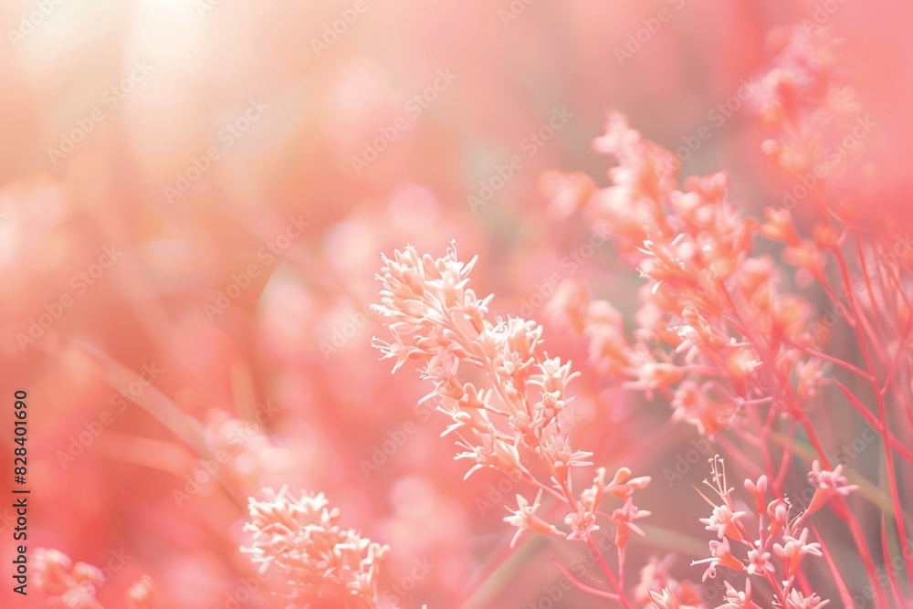 Fototapeta premium Coral blurred background for romantic wedding and bridal event materials.