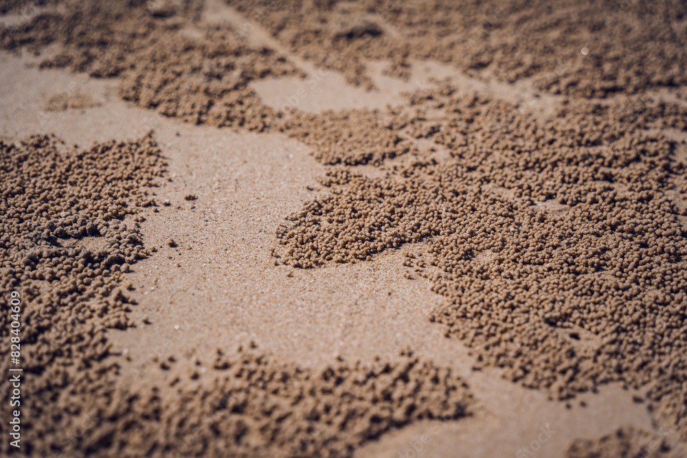 Crabs dug holes and left sand balls on the beach Crabs dug holes and left sand balls on the beach