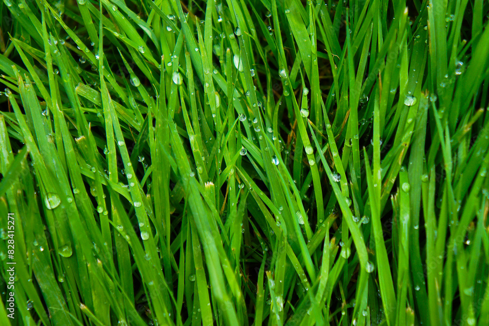 green grass background green grass background