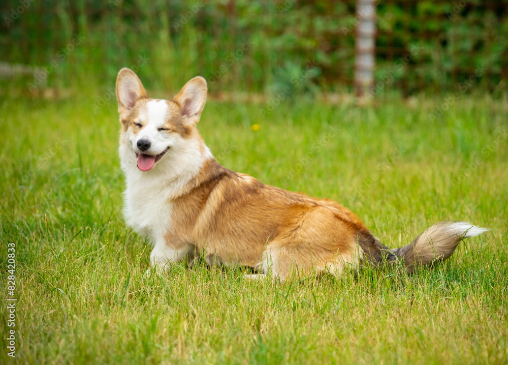 Pembroke Welsh Corgi walks on green grass Pembroke Welsh Corgi walks on green grass