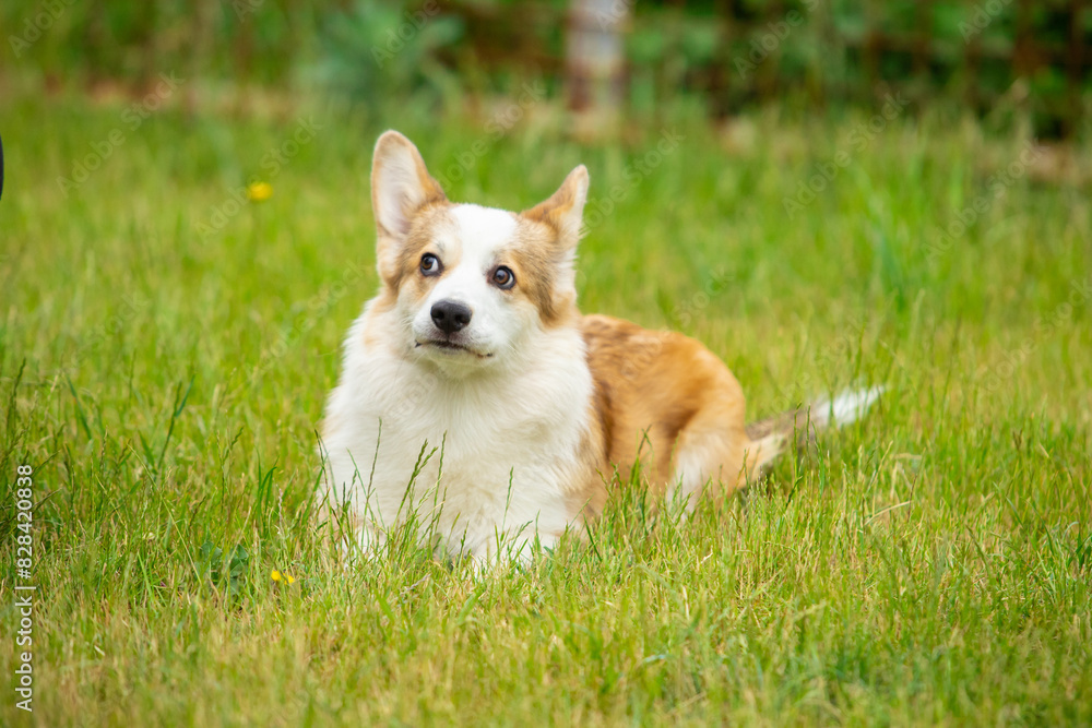 Pembroke Welsh Corgi walks on green grass Pembroke Welsh Corgi walks on green grass