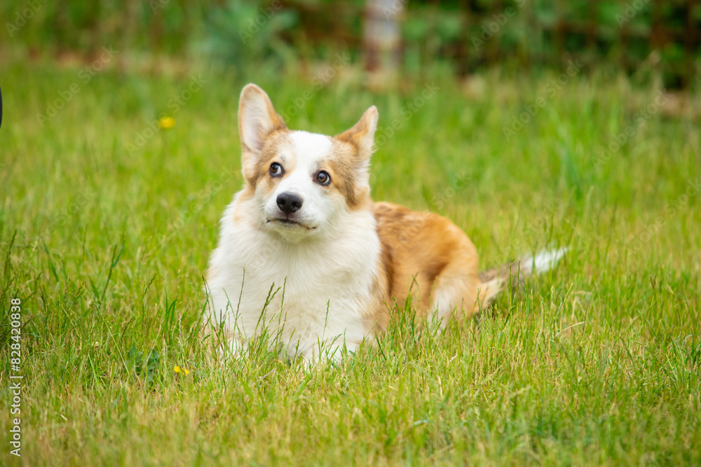 Pembroke Welsh Corgi walks on green grass