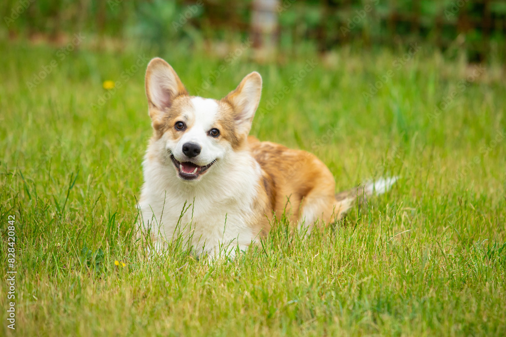 Pembroke Welsh Corgi walks on green grass Pembroke Welsh Corgi walks on green grass