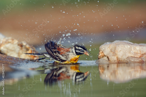 African Golden breasted Bunting bathing in waterhole with reflection in Kruger National park, South Africa ; Specie Fringillaria flaviventris family of Emberizidae photo