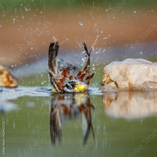 African Golden breasted Bunting bathing in waterhole with reflection in Kruger National park, South Africa ; Specie Fringillaria flaviventris family of Emberizidae photo