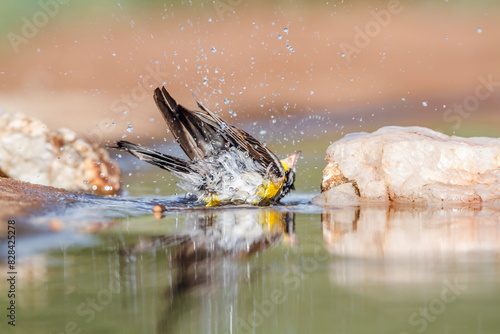 African Golden breasted Bunting bathing in waterhole in Kruger National park, South Africa ; Specie Fringillaria flaviventris family of Emberizidae photo